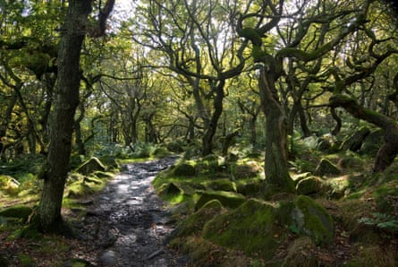 Twisted trees in autumn