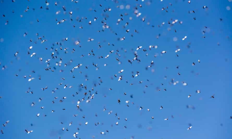 A swarm of flying ants