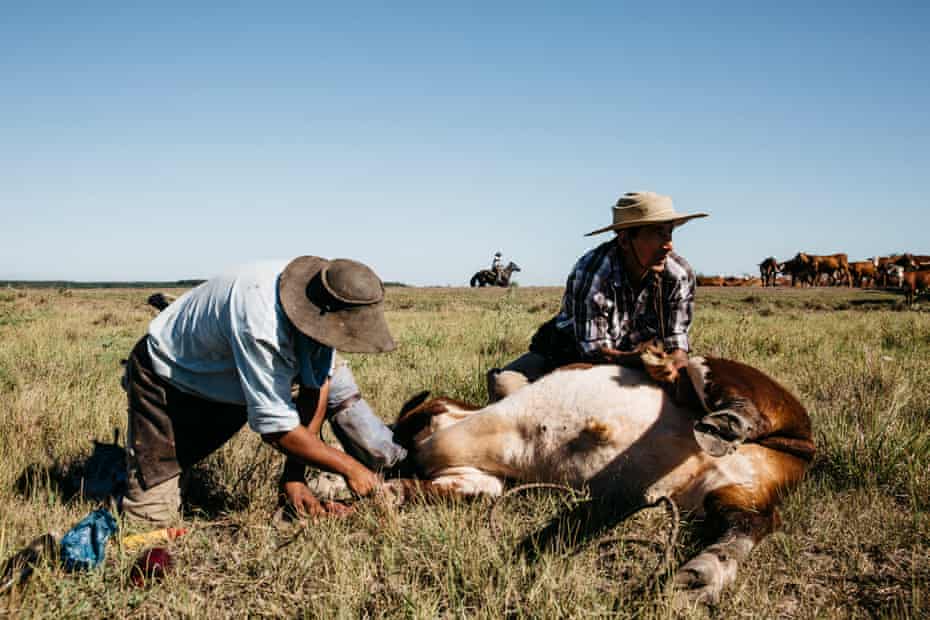 Gauchos treat cattle with ailments at Estancia Salinas in north-east Argentina