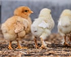 Chicken farms and the reality of food production in Britain | Letters
