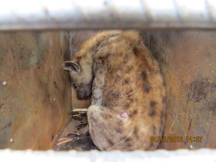 One of the hyenas found in a consignment at Harare airport in Zimbabwe.