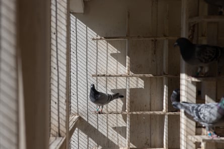 A pigeon in the loft owned by Trevor Steed.