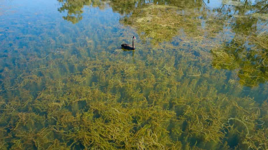A black swan in Andruco Lagoon.
