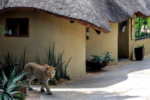 Um leopardo macho passeia pelo Inyati Game Lodge na reserva natural Sabi Sands em Mpumalanga, África do Sul.