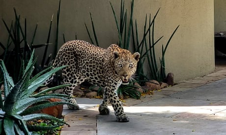 A male leopard at the Sabi Sands nature reserve in Mpumalanga, South Africa.