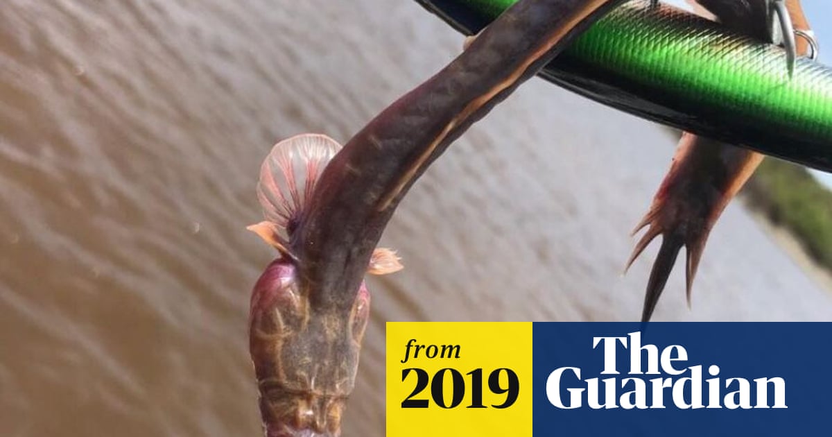 It looked prehistoric': angler describes fish that resembled creature
