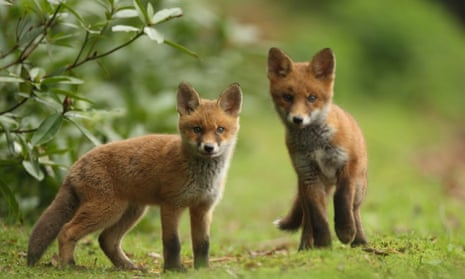 Red fox cubs