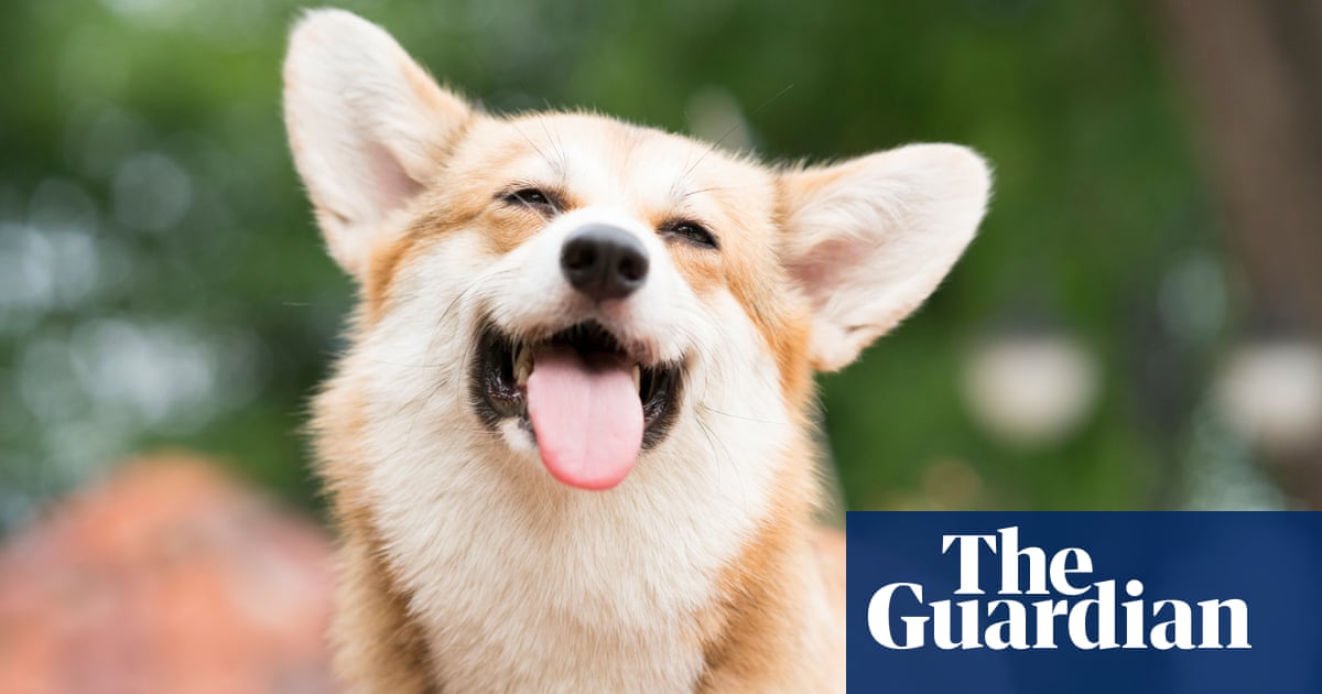 Точно навреме за Коледа SPCA в окръг Адамс осиновява 598