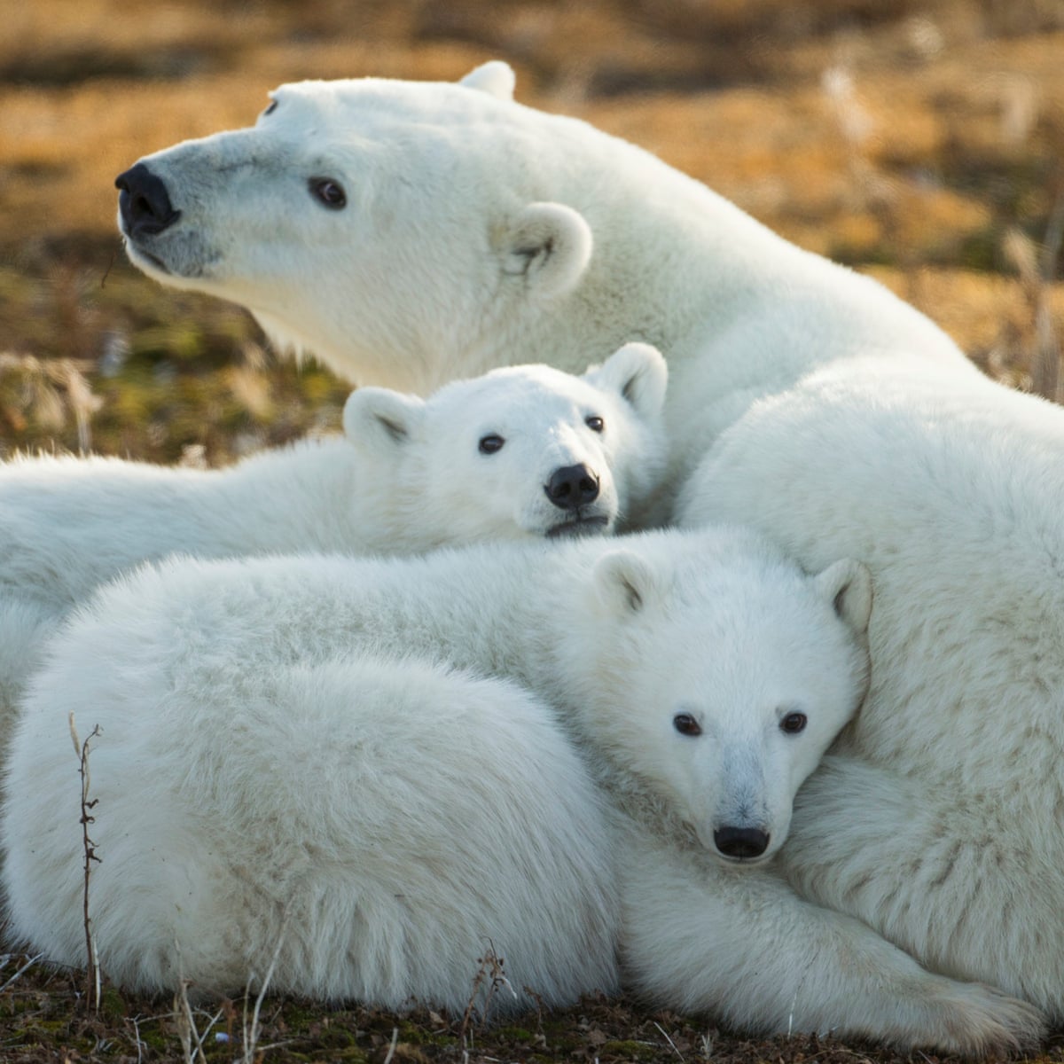 Climate change is 'single biggest threat' to polar bear survival | Wildlife  | The Guardian