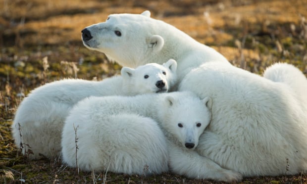 Polar Bear and Cubs by Hudson Bay, Manitoba, Canada20 Oct 2014, Churchill, Manitoba, Canada --- Canada, Manitoba, Churchill, Polar Bear and cubs (Ursus maritimus) resting on bare tundra along shoreline of Hudson Bay on autumn evening --- Image by © Paul Souders/Corbis