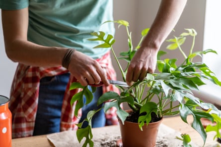 Man cuts damaged leaves with scissors, prepares cuttings of Monstera.