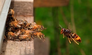 Asian hornet
