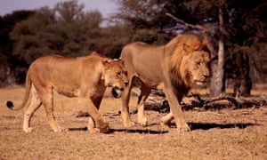 Xanda, son of Cecil, in the Hwange National Park, Zimbabwe.