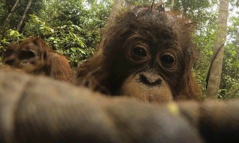 A baby orangutan looks into the camera he has found in Tanjung Puting national park, Borneo 