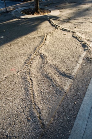 Pavement cracked by tree roots in Seattle