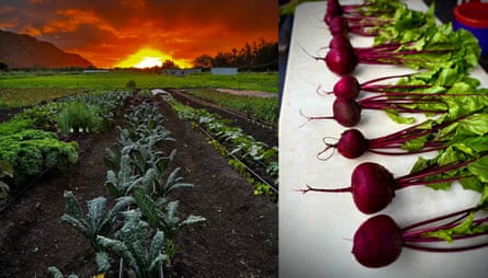 Sunset over a row of plants and beets lined up to the side