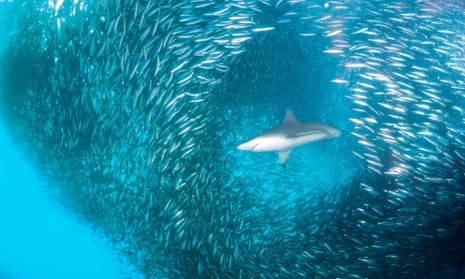 A bronze whaler shark swims through a giant ball of sardines off the east coast of South Africa.