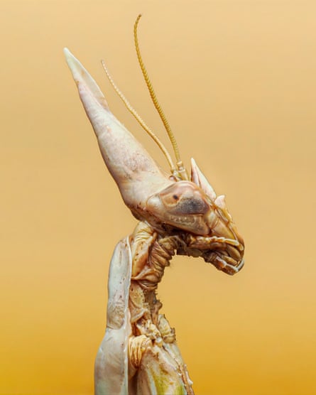 The cone-shaped head of a light brown praying mantis