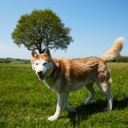 Greenmount oak and dog, 9 May