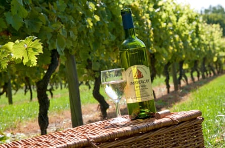 A bottle of white wine and a full glass stand atop a hamper in a vineyard
