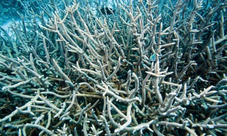 Branching coral and tiny reef fishes at Wheeler Reef, off Townsville.