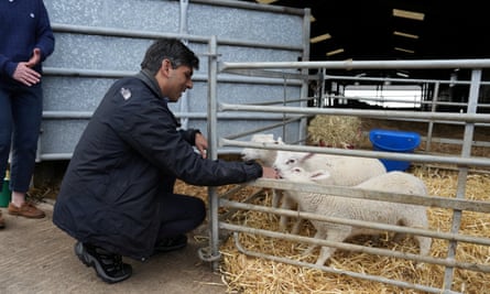 Sunak pets lambs