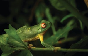 .Red-eyed Tree Frog. Location: Mount Nebo, D’Aguilar Range, Queensland