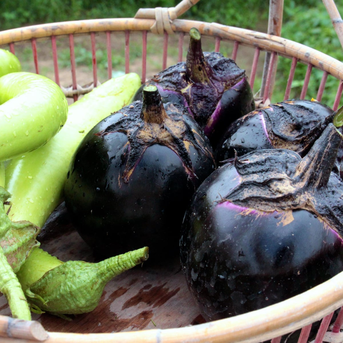 Tender And Luscious No Other Eggplant Compares To This Vegetables The Guardian