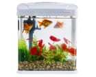 Houseplant hacks: does fish tank water work as fertiliser?