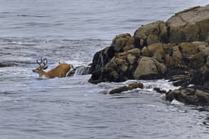 Um cervo dá um mergulho no Oceano Pacífico Buck dá um mergulho no Oceano Pacífico, Califórnia, EUA