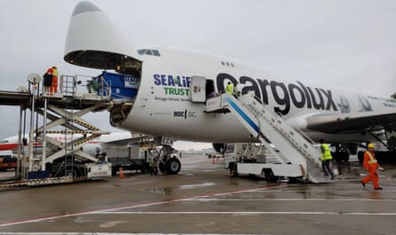 A cargo plane is loaded with containers holding the two whales at Pudong airport in Shanghai.