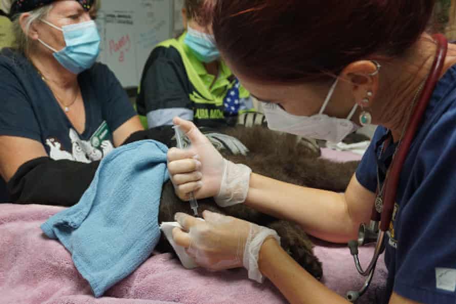 Dr Jamie Peyton cares for a bear cub injured in the Antelope fire.
