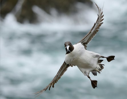 Guillemot flying with fish in its beak