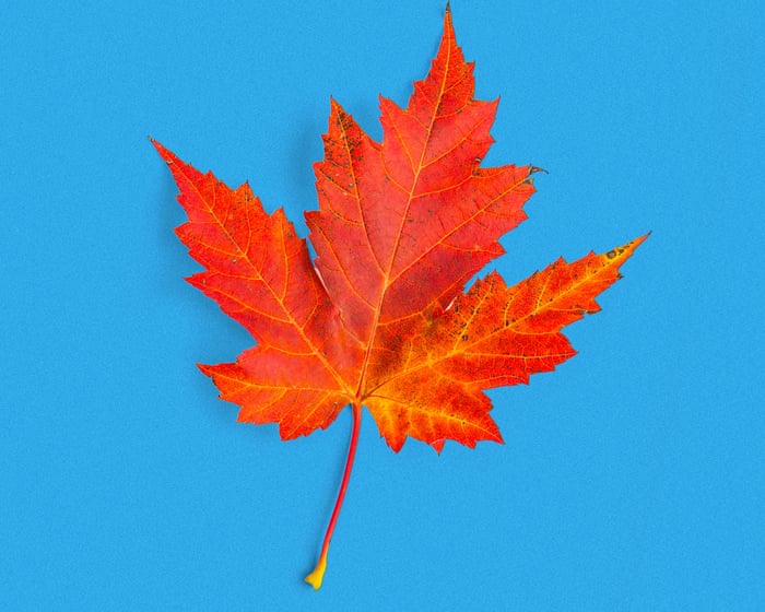 Image accompanying the story: The hill I will die on: Pumpkin-spiced latte is a con. It’s time to put an end to Big Autumn | Chloë Hamilton