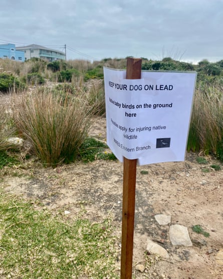 A sign erected by locals in Maroubra in 2026 warn passersby of vulnerable masked lapwing chicks nearby.