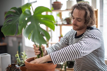 Young man with reddish long hair and short beard repots a monstera in a terracotta container on an indoor table; he wears a striped long-sleeve T-shirt and there are other plants beside him and on a shelf behind him in the window
