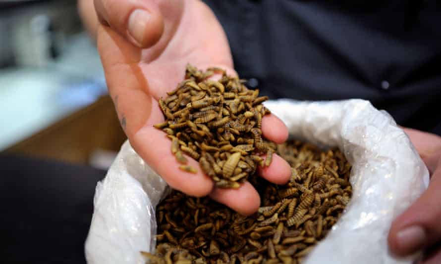 Black soldier fly larvae. Experts say pets can be fed insects as they are rich in protein – but consult your vet before any change of diet.