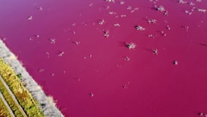 Uma lagoa que ficou rosa devido a um produto químico usado para ajudar na preservação de camarões em fábricas de pesca próximas a Trelew, Argentina.