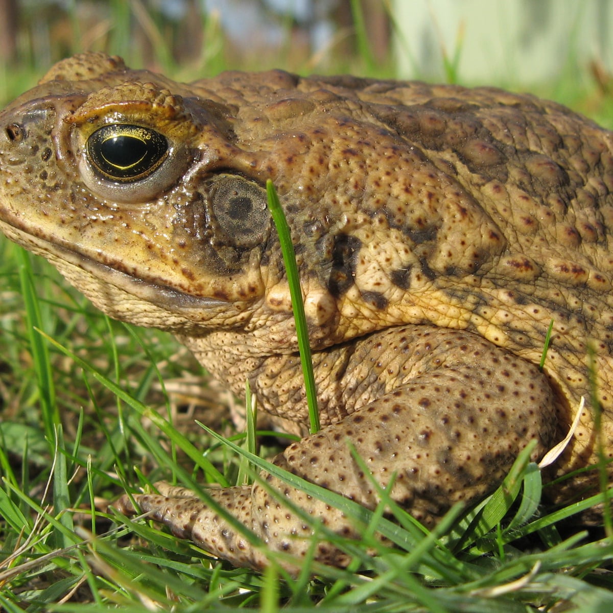 Cane Toads Eating Cane Toads Eating