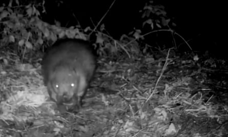 The beaver on its nocturnal mission