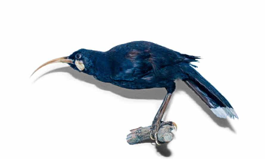 Poem Of The Week Huia By Bill Manhire Poetry The Guardian