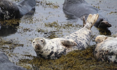 Grey seals on Bardsey Island, North Wales