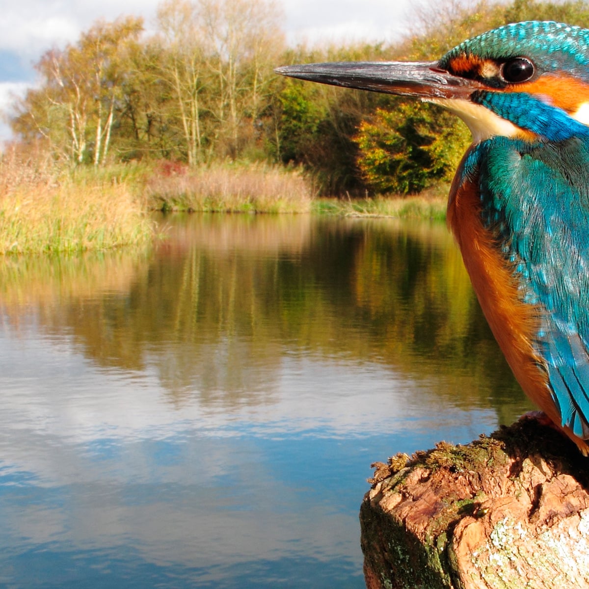 Crossword roundup: words for bird-brains | Crosswords | The ...
