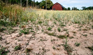 A blighted wheat field in Täby, central Sweden.