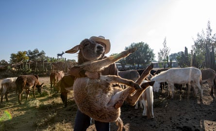 Flores carries a young donkey at his sanctuary, surrounded by other donkeys