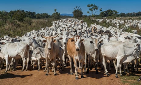 Cattle, Pantanal, Mato Grosso do Sul