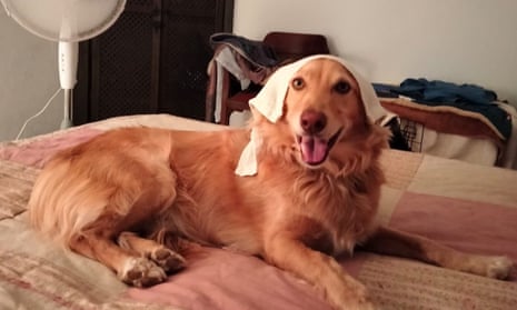 what happens when a dog gets too hot