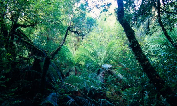 A rainforest in the Tarkine