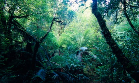 The Tarkine wilderness area in Tasmania