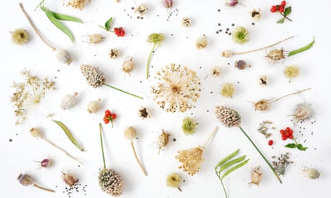Seedheads and seeds on a white background.